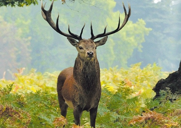 Live Life | 3D | Ansichtkaart | 15,4 x 11,3 cm | Edelhert Front