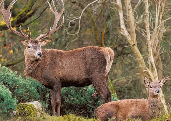 Live Life | 3D | Ansichtkaart | 15,4 x 11,3 cm | Edelhert