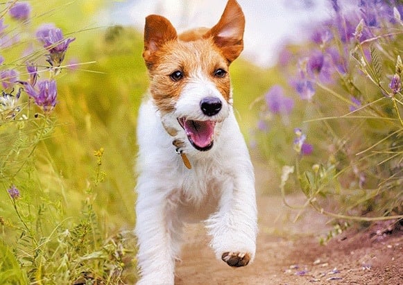 Live Life | 3D | Ansichtkaart | 15,4 x 11,3 cm | Jack Russel