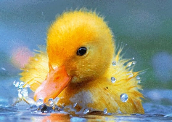 Live Life | 3D | Ansichtkaart | 15,4 x 11,3 cm | Kuiken