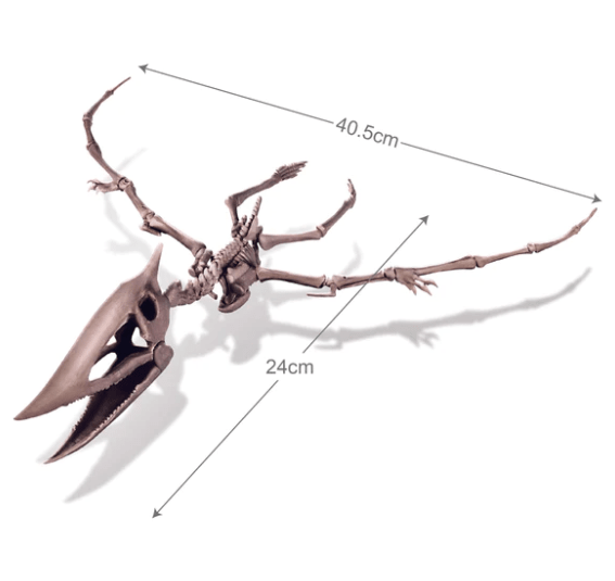 4M | KidzLabs | Graaf je dinosaurus op | Pteranodon | 8+ - Kleine Eland