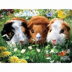 Live Life | 3D | Ansichtkaart | 15,4 x 11,3 cm | Guinea Pigs