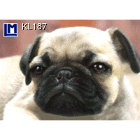 Lenticulaire Kaart Bewegend | Lachende Hond