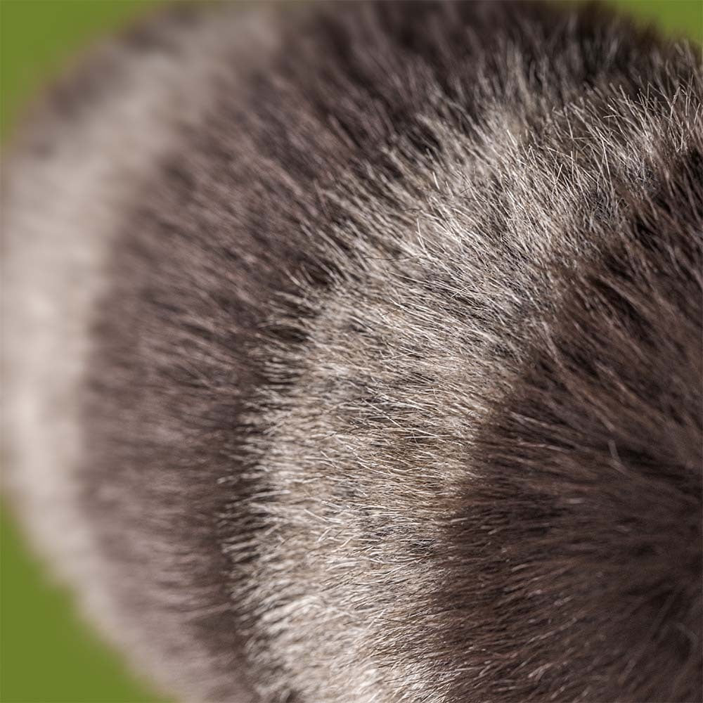 Jellycat Animals Trixiwoo Raccoon