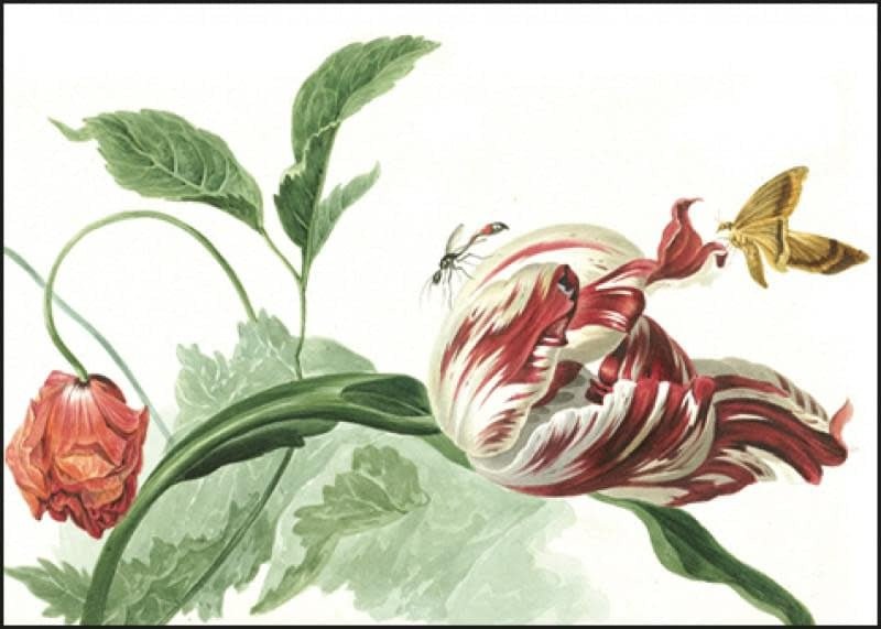 Bekking & Blitz | Willem van Leen | Tulip and a Poppy - Kleine Eland