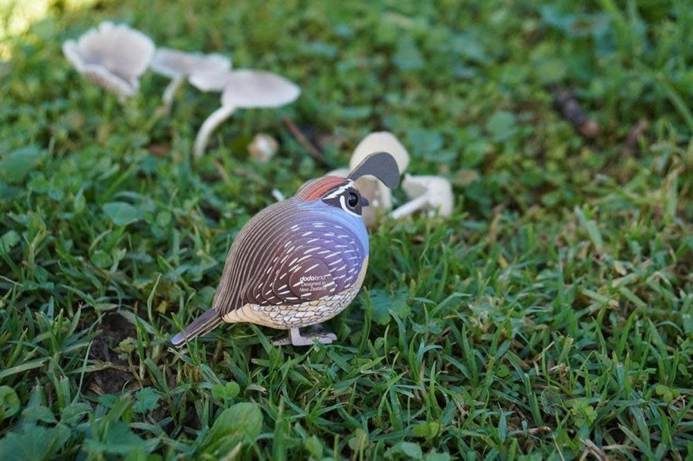 Eugy | 3D Cardboard Model Kit | Bird Life | Quail - Kwartel | 6+ - Kleine Eland