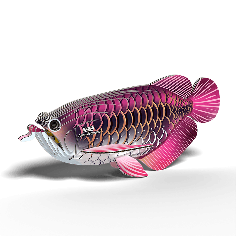 Eugy | 3D Cardboard Model Kit | Sea Life | Drakenvis | 6+ - Kleine Eland