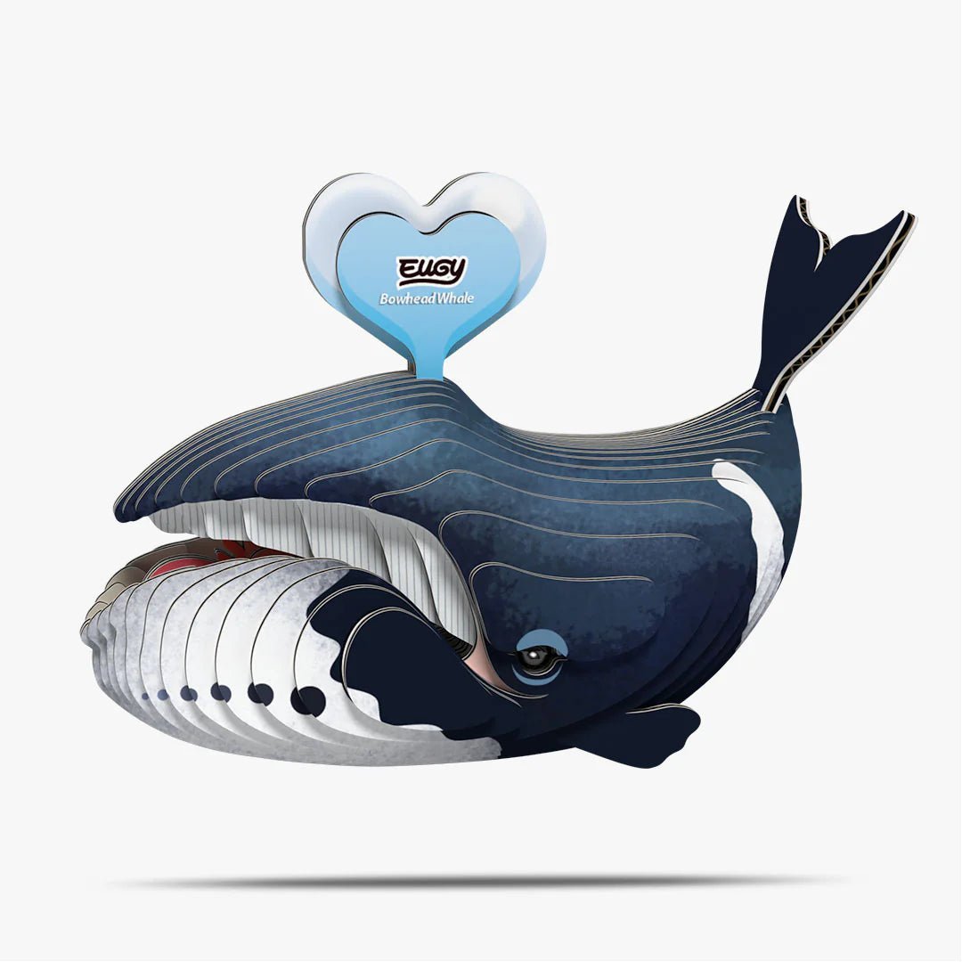 Eugy | 3D Cardboard Model Kit | Sea Life | Groenlandse Walvis | 34 stukjes | 6+ - Kleine Eland
