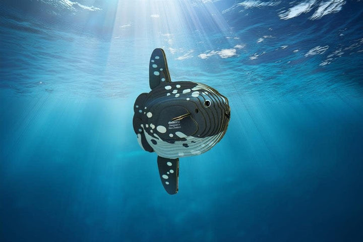 Eugy | 3D Cardboard Model Kit | Sea Life | Mola Mola | Ocean Sunfish - Maanvis | 6+ - Kleine Eland