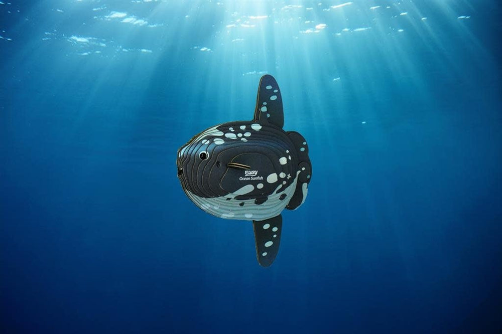 Eugy | 3D Cardboard Model Kit | Sea Life | Mola Mola | Ocean Sunfish - Maanvis | 6+ - Kleine Eland