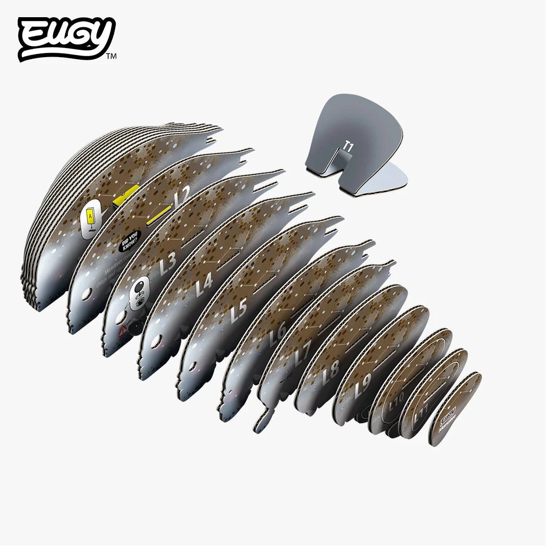 Eugy | 3D Cardboard Model Kit | Sea Life | Zeekoe | 31 stukjes | 6+ - Kleine Eland