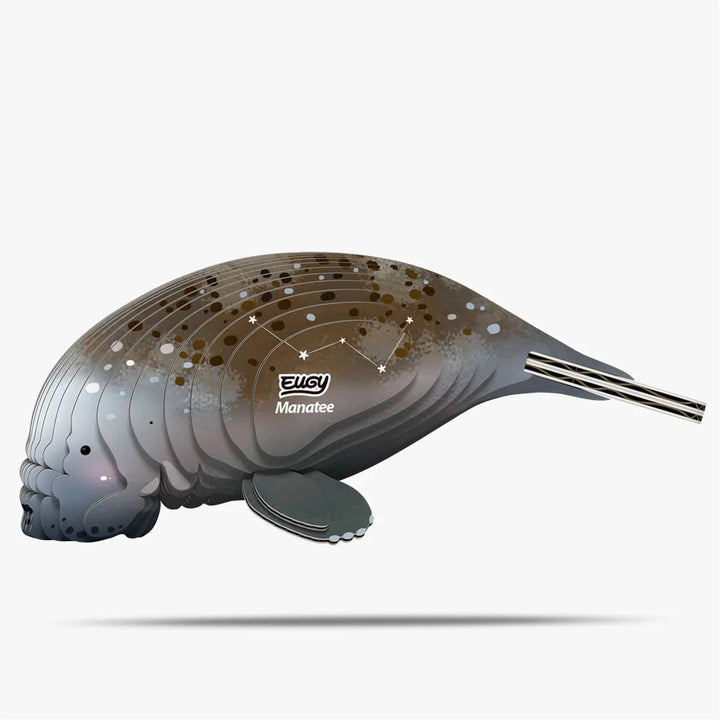 Eugy | 3D Cardboard Model Kit | Sea Life | Zeekoe | 31 stukjes | 6+ - Kleine Eland