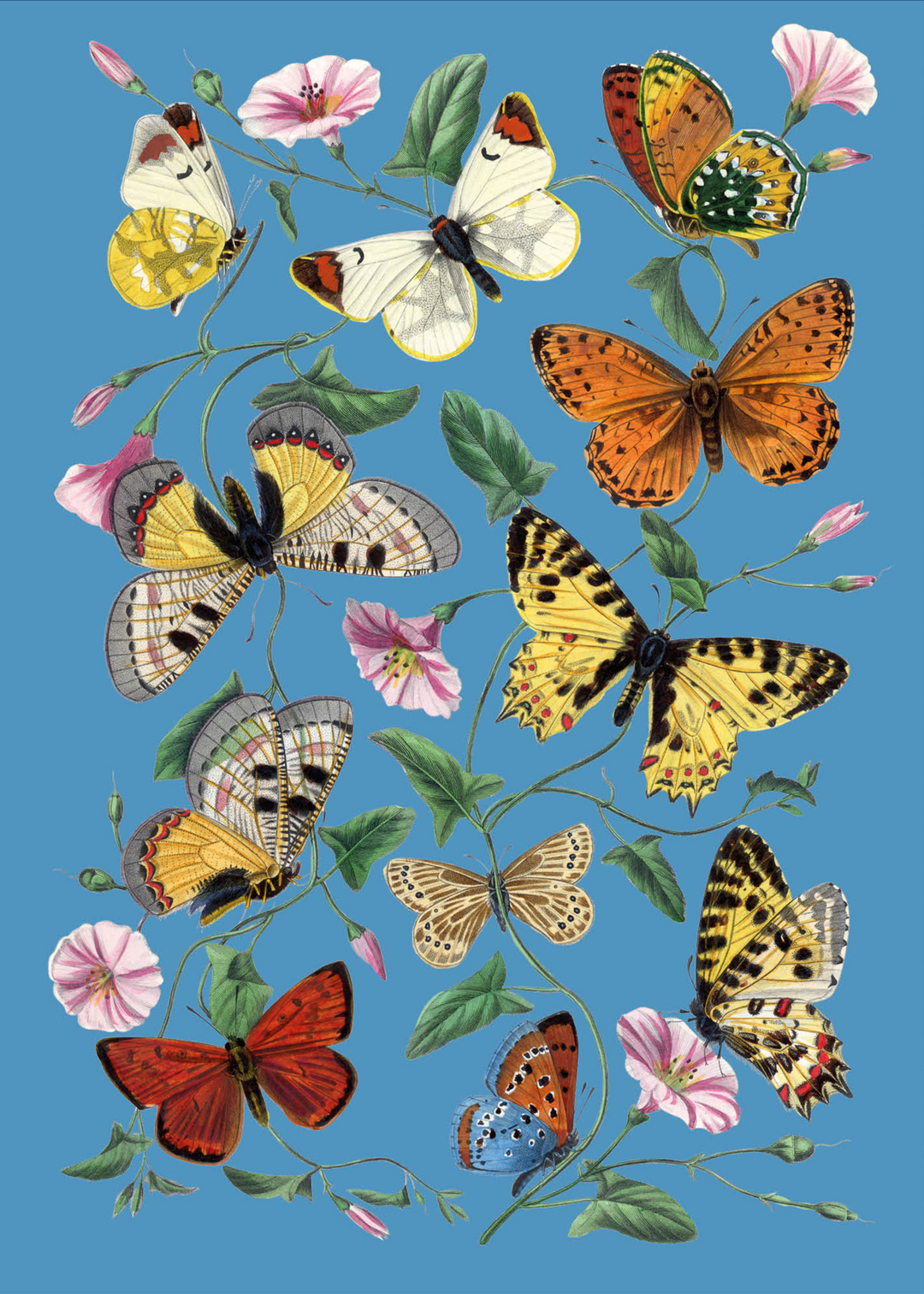 Bekking &amp; Blitz | European Butterflies and Moths | Lightblue