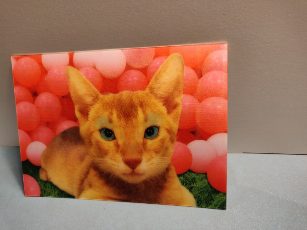 Lenticulaire Kaart Bewegend | Lachende Poes