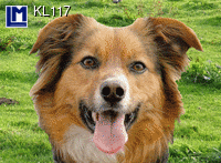 Lenticulaire Kaart Bewegend | Hond - Poes