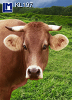 Lenticular Card Moving | Laughing Cow