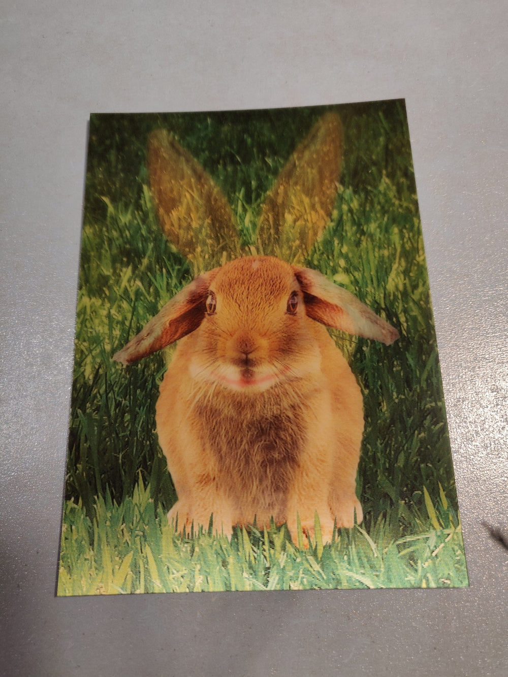 Lenticulaire Kaart Bewegend | Hangoor Konijn - Kleine Eland