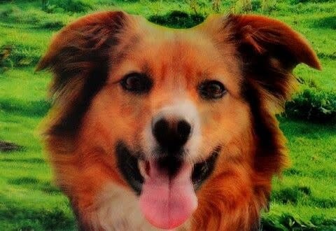 Lenticulaire Kaart Bewegend | Hond - Poes - Kleine Eland
