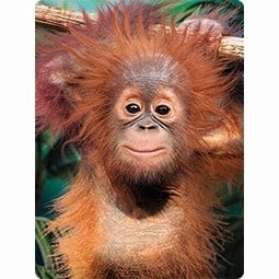 Live Life | 3D | Ansichtkaart | 15,4 x 11,3 cm | Baby Orangutan - Kleine Eland