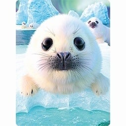 Live Life | 3D | Ansichtkaart | 15,4 x 11,3 cm | Seal Pups - Kleine Eland