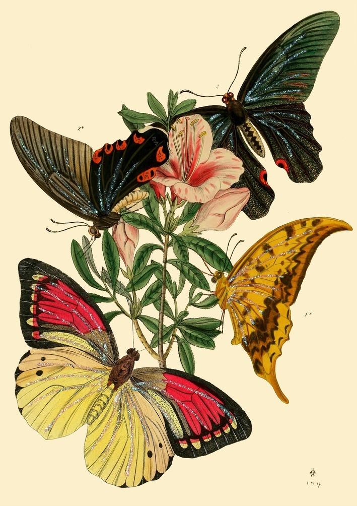 Madame Treacle | Glitterkaart | Butterfly Collection no:5 - Kleine Eland