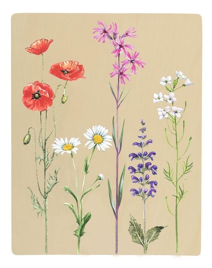 Moses | Expeditie Natuur | Bloemenpers met Zonnepapier | 22 x 17 x 3 cm | 5+ - Kleine Eland