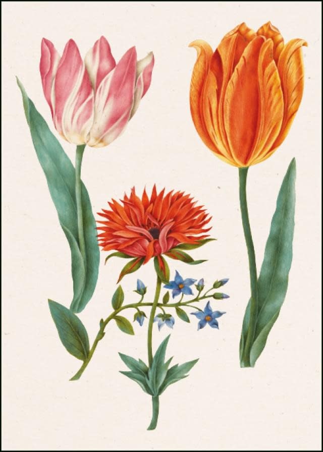 Deux tulipes et une anémone composent une illustration botanique sur fond clair.