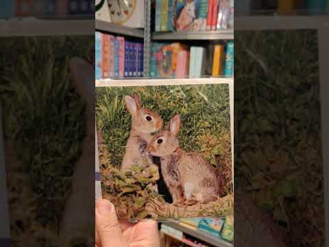 Really Wild Cards | Sound Greeting Card | Hidden Nature | Rabbits