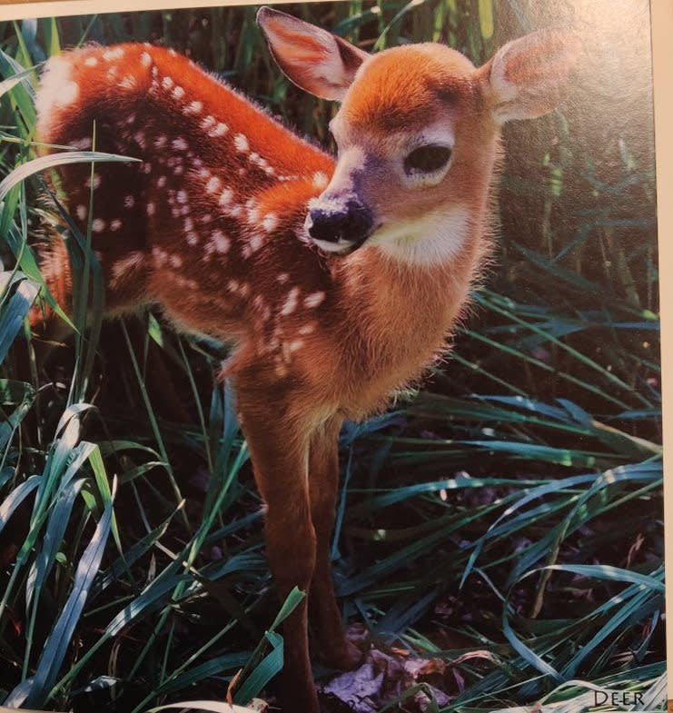 Really Wild Cards | Wenskaart met Geluid | Adorable | Hertenjong - Kleine Eland