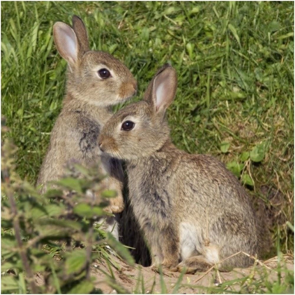 Really Wild Cards | Wenskaart met Geluid | Hidden Nature | Konijnen - Kleine Eland